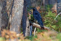 Krkavec pralesni - Corvus tasmanicus - Forest Raven o0559